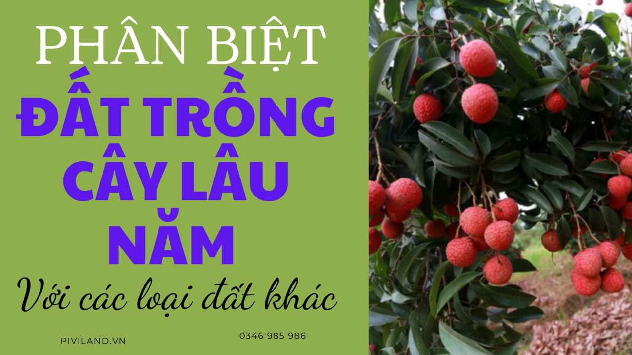 ĐẤT TRỒNG CÂY LÂU NĂM KHÁC GÌ CÁC LOẠI ĐẤT KHÁC