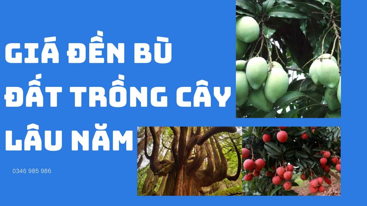 GIA DEN BU CAY LAU NAM