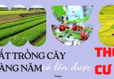 ĐẤT TRỒNG CÂY HÀNG NĂM CÓ LÊN ĐƯỢC THỔ CƯ?