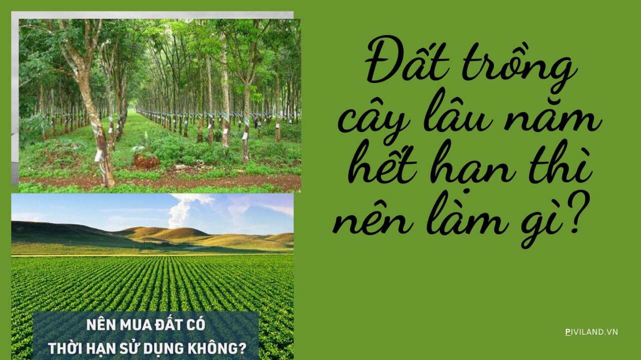 dat trong cay lau năm