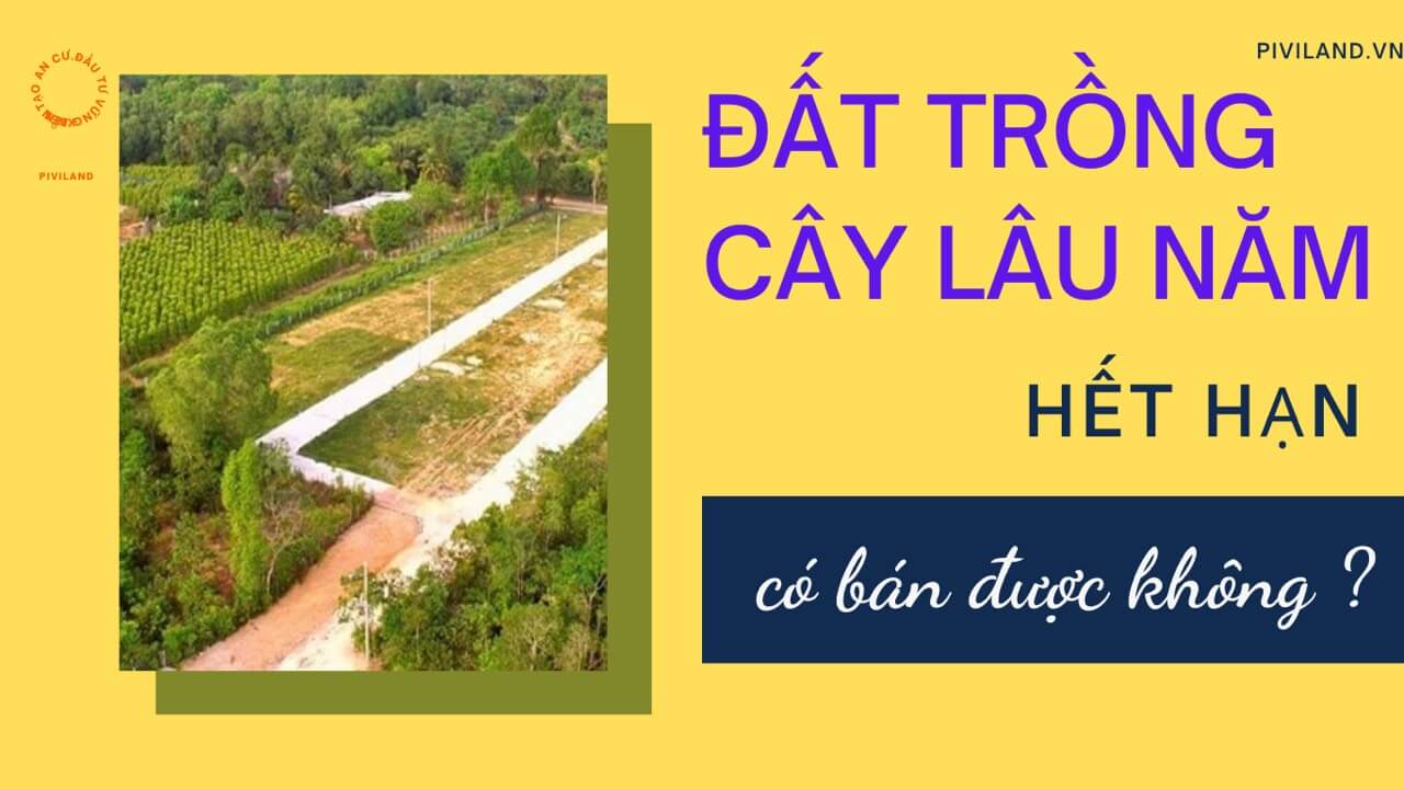 DAT TRONG CAY LAU NAM