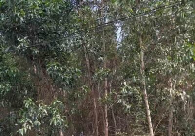 BÁN 100M ĐẤT PHÂN LÔ DỰ ÁN PHƯỚC BÌNH LONG THÀNH