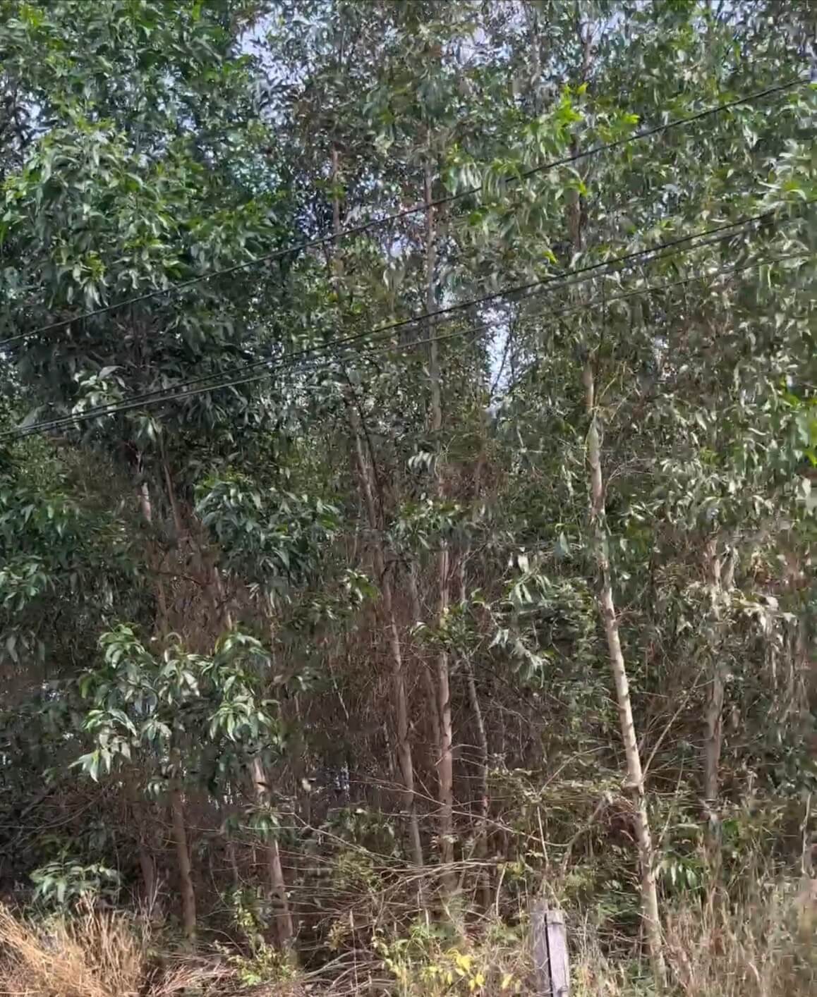 PHUOC BINH LONG THANH